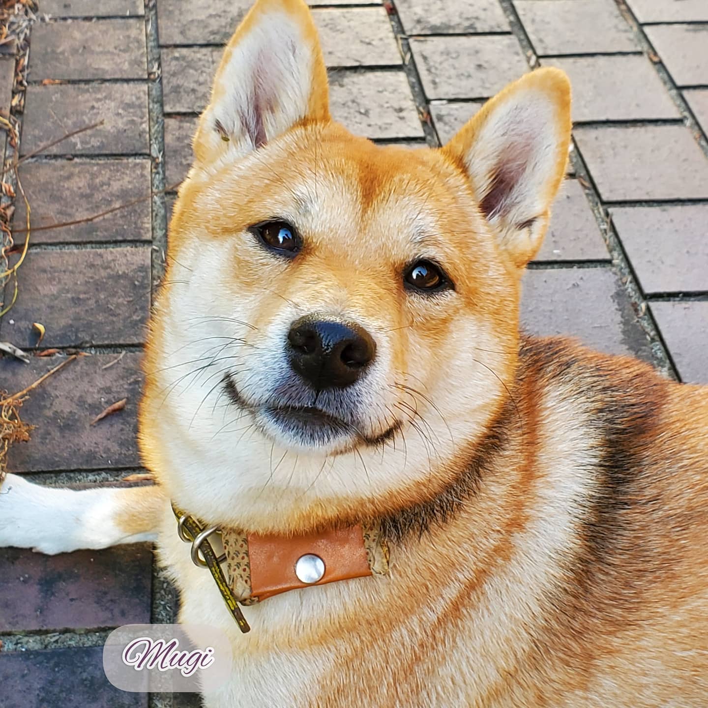 BAHAMAの看板犬 むぎ店長